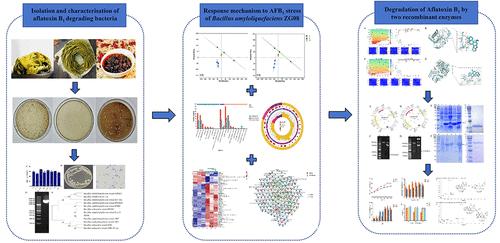 Biodegradation Characteristics and Mechanism of Aflatoxin B1 by Bacillus amyloliquefaciens from Enzymatic and Multiomics Perspectives