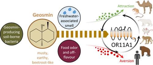 Geosmin, a Food- and Water-Deteriorating Sesquiterpenoid and Ambivalent Semiochemical, Activates Evolutionary Conserved Receptor OR11A1