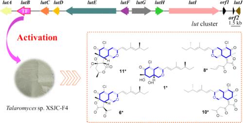 Activation of a Silent Gene Cluster from the Endophytic Fungus Talaromyces sp. Unearths Cryptic Azaphilone Metabolites