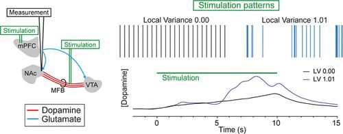 Dopamine Release Dynamics in the Nucleus Accumbens Are Modulated by the Timing of Electrical Stimulation Pulses When Applied to the Medial Forebrain Bundle and Medial Prefrontal Cortex