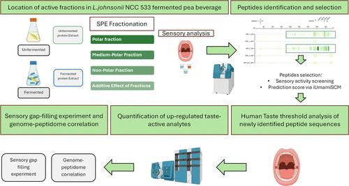 Sensoproteomic Characterization of Lactobacillus Johnsonii-Fermented Pea Protein-Based Beverage: A Promising Strategy for Enhancing Umami and Kokumi Sensations while Mitigating Bitterness