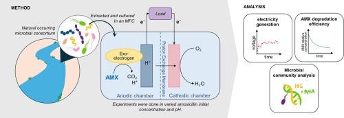 Microbial fuel cell-mediated bio electrochemical degradation of amoxicillin by native consortium microbes from sewage sludge