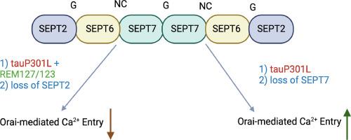 Septin regulation of Orai-mediated Ca2+ entry - a novel target for neurodegeneration