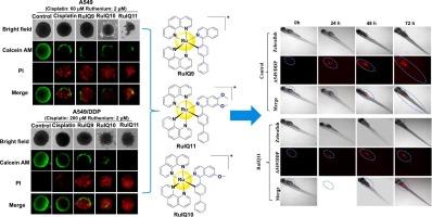 Three Ru(II) complexes modulate the antioxidant transcription factor Nrf2 to overcome cisplatin resistance