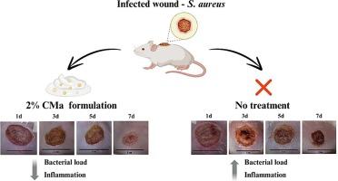 Melaleuca alternifolia essential oil in a natural product-based formulation: Antimicrobial and healing effects in Staphylococcus aureus-infected wounds