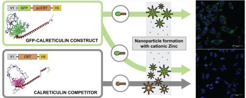 Paradoxical cell targeting of calreticulin-empowered, protein-only nanoparticles