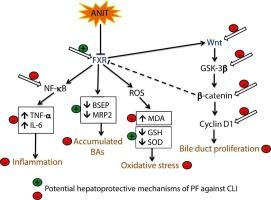 Pirfenidone ameliorates ANIT-induced cholestatic liver injury via modulation of FXR, NF-кB/TNF-α, and Wnt/GSK-3β/β-catenin signaling pathways