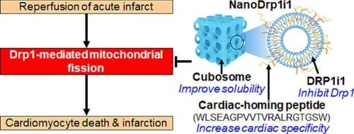 Cardiac-targeted delivery of a novel Drp1 inhibitor for acute cardioprotection