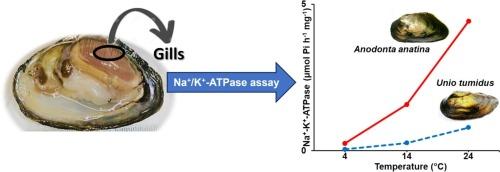 Species-specific differences and temperature-dependence of Na+/K+-ATPase in freshwater mussels Anodonta anatina and Unio tumidus (Bivalvia: Unionidae)