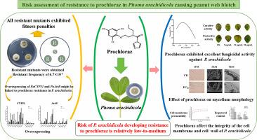 Risk assessment of resistance to prochloraz in Phoma arachidicola causing peanut web blotch