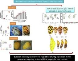 Behavioral events and functional analysis of bursicon signal during adult eclosion in the 28-spotted larger potato ladybird