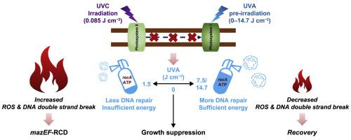 Optimizing UVA and UVC synergy for effective control of harmful cyanobacterial blooms