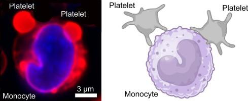 The differential formation and composition of leukocyte-platelet aggregates induced by various cellular stimulants