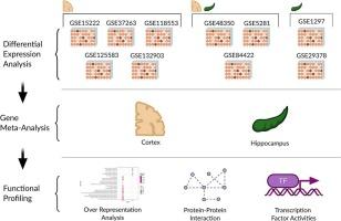 An integrated approach to identifying sex-specific genes, transcription factors, and pathways relevant to Alzheimer's disease