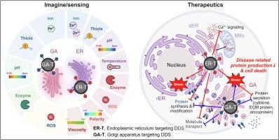 Selective delivery of imaging probes and therapeutics to the endoplasmic reticulum or Golgi apparatus: Current strategies and beyond