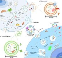 Unignored intracellular journey and biomedical applications of extracellular vesicles