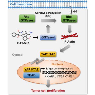 Discovery of YAP1/TAZ pathway inhibitors through phenotypic screening with potent anti-tumor activity via blockade of Rho-GTPase signaling