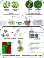 Comparative proteomic analysis of resistant and susceptible cotton genotypes in response to leaf hopper infestation