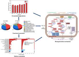 Enhancing anthraquinone dyestuff degradation with composite activator: Proteomics of Burkholderia sp. DDMZ1-1