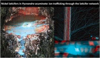 In vivo imaging of nickel-rich laticifers: A breakthrough in metal hyperaccumulation