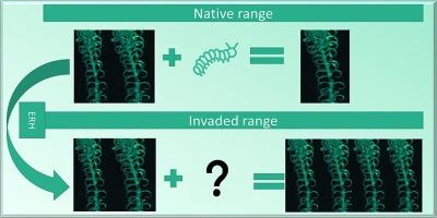 Biogeographical comparison of Lagarosiphon major between native South Africa and invaded New Zealand: A natural enemy release case study?