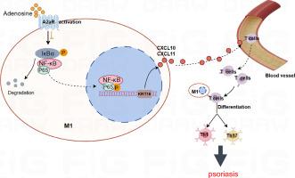 Adenosine A2A receptor activation regulates the M1 macrophages activation to initiate innate and adaptive immunity in psoriasis