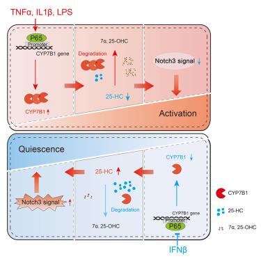 CYP7B1-mediated 25-hydroxycholesterol degradation maintains quiescence-activation balance and improves therapeutic potential of mesenchymal stem cells