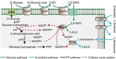 Engineering Gluconbacter oxydans with efficient co-utilization of glucose and sorbitol for one-step biosynthesis of 2-keto-L-gulonic