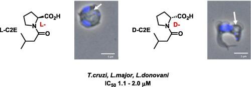 Revisiting the dipeptidyl carboxypeptidase inhibitor captopril as a source of pan anti-trypanosomatid agents