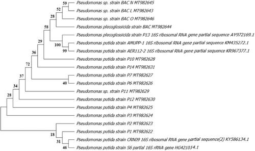 Assessing the role of field isolated Pseudomonas and Bacillus as growth-promoting rizobacteria on avocado (Persea americana) seedlings