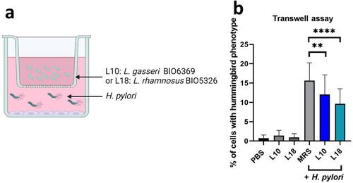 Effect of Lactobacillus gasseri BIO6369 and Lacticaseibacillus rhamnosus BIO5326 on Gastric Carcinogenesis Induced by Helicobacter pylori Infection