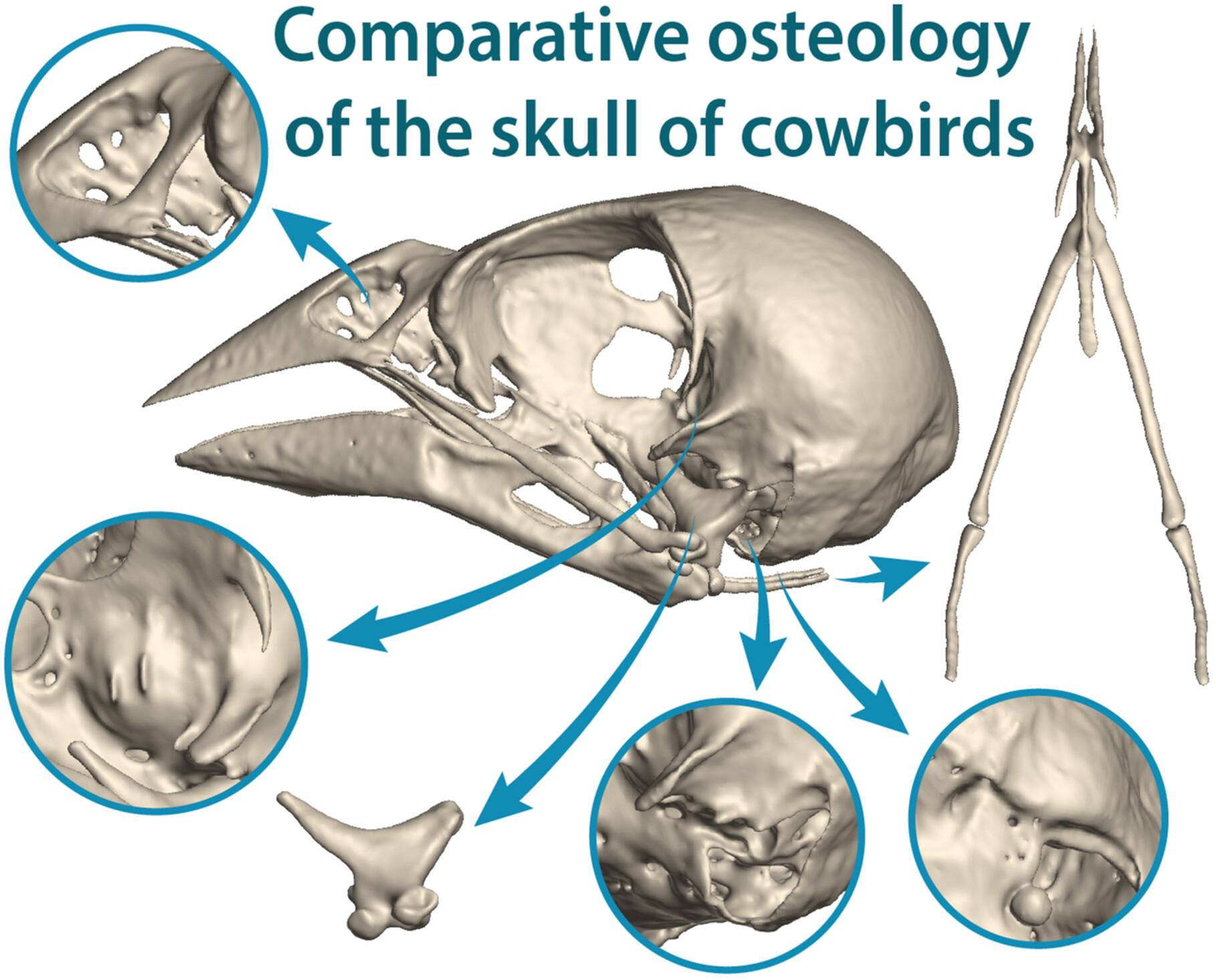 Comparative osteology of the skull of cowbirds (Icteridae: Molothrus)