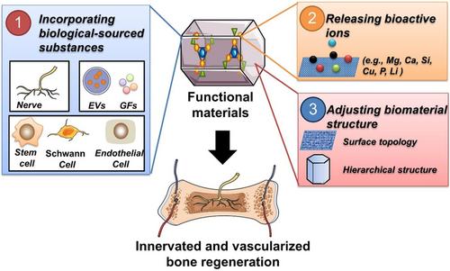 Peripheral sensory nerve regeneration: Novel target in bone tissue engineering