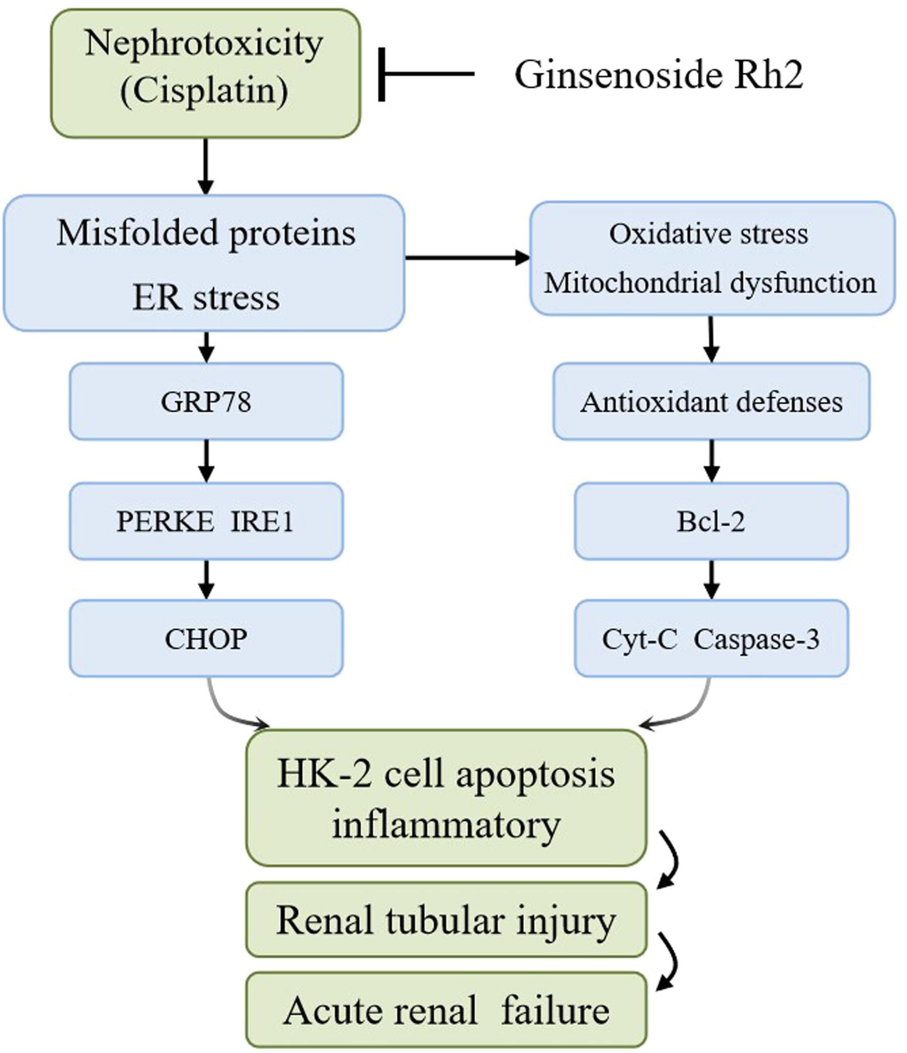 Effects of ginsenoside Rh2 on cisplatin-induced nephrotoxicity in renal tubular epithelial cells by inhibiting endoplasmic reticulum stress