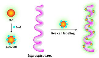 Quantum dots as a fluorescent labeling tool for live-cell imaging of Leptospira†