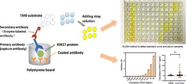 Identification and quantification of serum KIN17 protein based on ELISA assay and exploring its clinical diagnostic value in liver cancer†‡