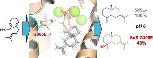 Simulation-Guided Engineering Enables a Functional Switch in Selinadiene Synthase toward Hydroxylation