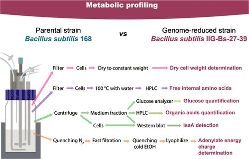 Metabolic Profile of the Genome-Reduced Bacillus subtilis Strain IIG-Bs-27-39: An Attractive Chassis for Recombinant Protein Production