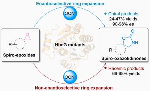 Biocatalytic Construction of Spiro-Oxazolidinones via Halohydrin Dehalogenase-Catalyzed Ring Expansion of Spiro-Epoxides