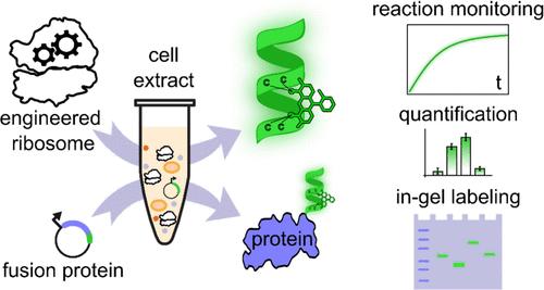 Cell-Free Translation Quantification via a Fluorescent Minihelix