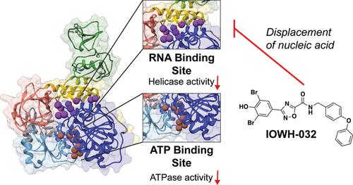 A Repurposed Drug Interferes with Nucleic Acid to Inhibit the Dual Activities of Coronavirus Nsp13