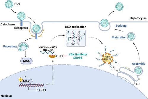 HCV 5-Methylcytosine Enhances Viral RNA Replication through Interaction with m5C Reader YBX1