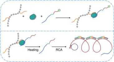 Ultra-sensitive detection of SARS-CoV-2 S1 protein by coupling rolling circle amplification with poly(N-isopropylacrylamide)-based sandwich-type assay