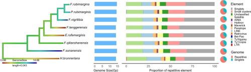 Repetitive element expansions contribute to genome size gigantism in Pamphagidae: A comparative study (Orthoptera, Acridoidea)