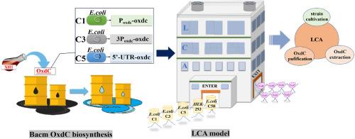 Recombinant strains expressing oxalate decarboxylase efficiently and environmental characteristics of their life cycle assessment