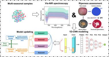 Updating apple Vis-NIR spectral ripeness classification model based on deep learning and multi-seasonal database