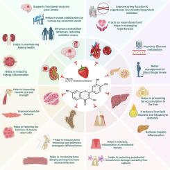 The flavonoid fisetin reduces multiple physiological risk factors for dementia