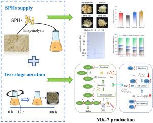 Soy protein hydrolysates induce menaquinone-7 biosynthesis by enhancing the biofilm formation of Bacillus subtilis natto