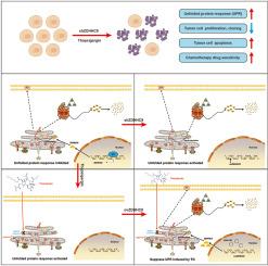 ZDHHC9-mediated Bip/GRP78 S-palmitoylation inhibits unfolded protein response and promotes bladder cancer progression
