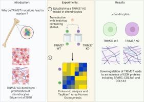 A proteomic study of the downregulation of TRIM37 on chondrocytes: Implications for the MULIBREY syndrome